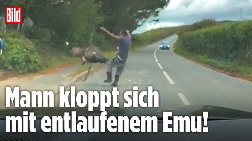 Ein Emu steht auf einer Landstraße und konfrontiert seinen Besitzer – Emu Kopfnuss sorgt für viralen Moment