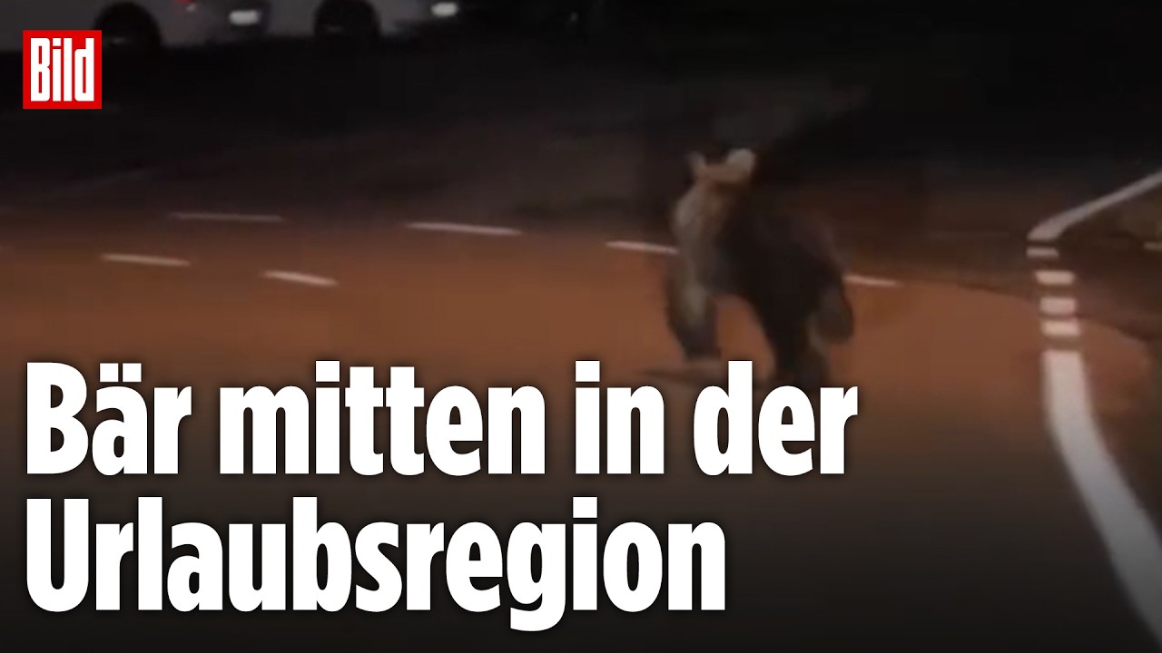 Bärensichtung Gardasee – Bär läuft nachts auf einer Straße am Gardasee an einem Hotel vorbei – Bärensichtung auf Video festg…