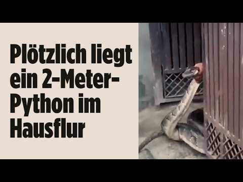 Riesenpython Indien – Ein über zwei Meter langer Riesenpython in Indien wird von einem Mann mit bloßen Händen am Kopf festge…