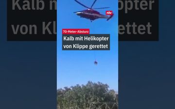 Kalb Helikopter Rettung – Rettungshelikopter bei der Kalb-Rettung an einer steilen Felsklippe in Italien