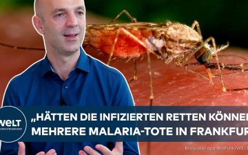 Nahaufnahme einer Anopheles-Stechmücke – Übertragerin von Malaria Frankfurt