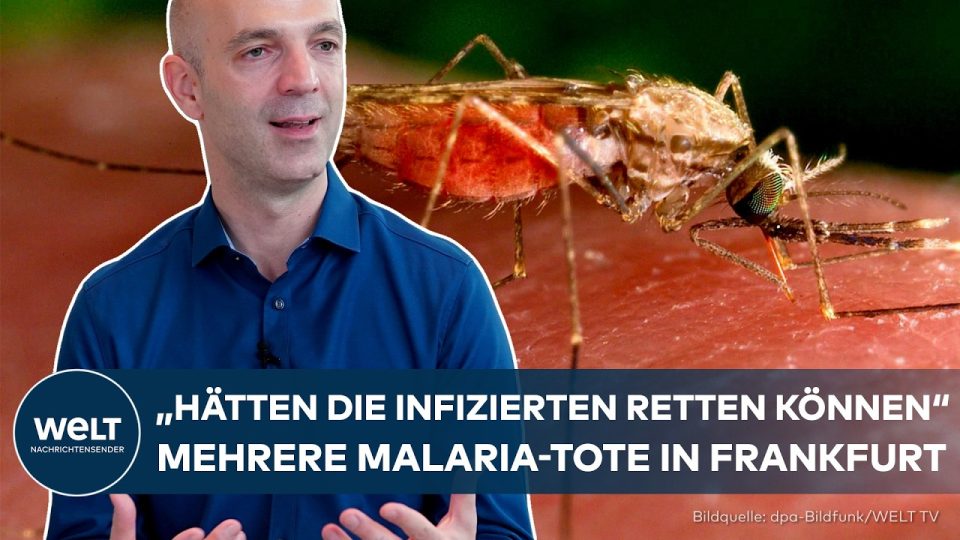 Nahaufnahme einer Anopheles-Stechmücke – Übertragerin von Malaria Frankfurt