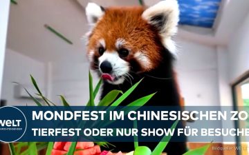 Roter Panda frisst einen tiergerechten Festtagskuchen zum Mondfest China im Zoo von Wuxi