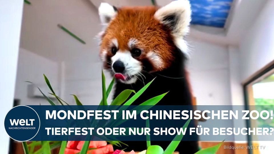 Roter Panda frisst einen tiergerechten Festtagskuchen zum Mondfest China im Zoo von Wuxi