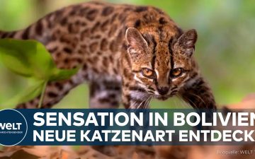 Kleine Wildkatze Leopardus tilco – neue Katzenart aus den Bergwäldern der bolivianischen Anden