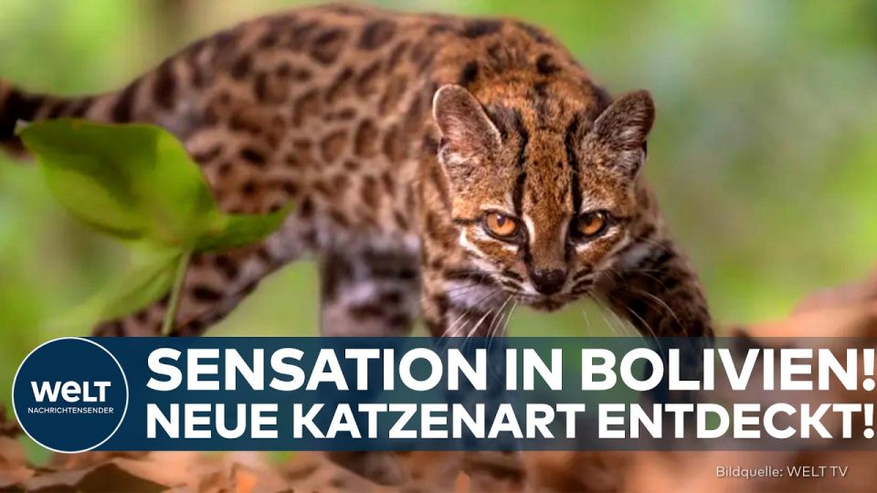 Kleine Wildkatze Leopardus tilco – neue Katzenart aus den Bergwäldern der bolivianischen Anden
