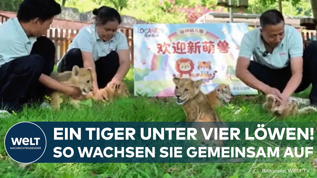 Ein Tigerjunges und vier Löwenbabys erkunden gemeinsam ihr Gehege im Tierkindergarten des Tierparks Leedu in Chongqing, China