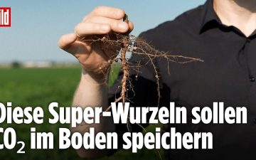 Sojabohne Tiefwurzel – Nahaufnahme von Sojabohnen-Tiefwurzeln im Erdprofil als Symbol für CO₂-Speicherung im Boden