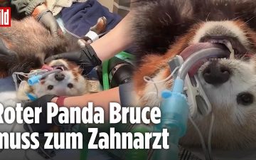 Roter Panda Bruce liegt entspannt in seinem Gehege im schottischen Zoo nach erfolgreicher Zahn-OP