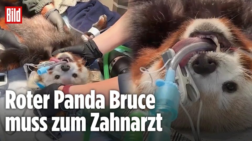 Roter Panda Bruce liegt entspannt in seinem Gehege im schottischen Zoo nach erfolgreicher Zahn-OP