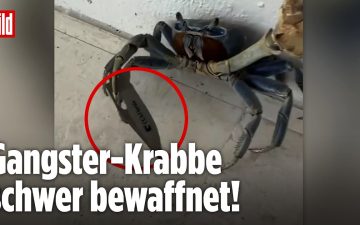 Landkrabbe hält eine Messerklinge in ihrer Schere – virales Bild einer Krabbe mit Messer aus Florida