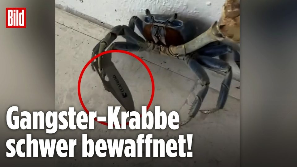 Landkrabbe hält eine Messerklinge in ihrer Schere – virales Bild einer Krabbe mit Messer aus Florida