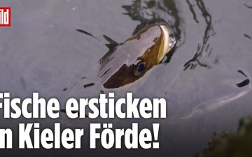 Fischsterben Kieler Förde – Geschwächte Fische treiben an der Wasseroberfläche der Kieler Förde – Fischsterben durch Sauerst…