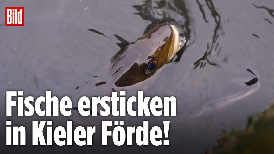 Fischsterben Kieler Förde – Geschwächte Fische treiben an der Wasseroberfläche der Kieler Förde – Fischsterben durch Sauerst…