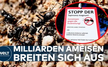 Tapinoma magnum – Zahlreiche Tapinoma-magnum-Ameisen kriechen über einen beschädigten Gehweg in Baden-Württemberg