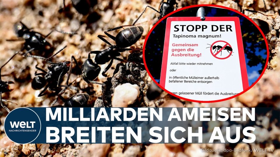 Tapinoma magnum – Zahlreiche Tapinoma-magnum-Ameisen kriechen über einen beschädigten Gehweg in Baden-Württemberg