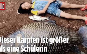 Riesenkarpfen Thailand – Anwohner in Thailand neben einem toten Riesenkarpfen nach der Flutkatastrophe – der Fisch wiegt run…
