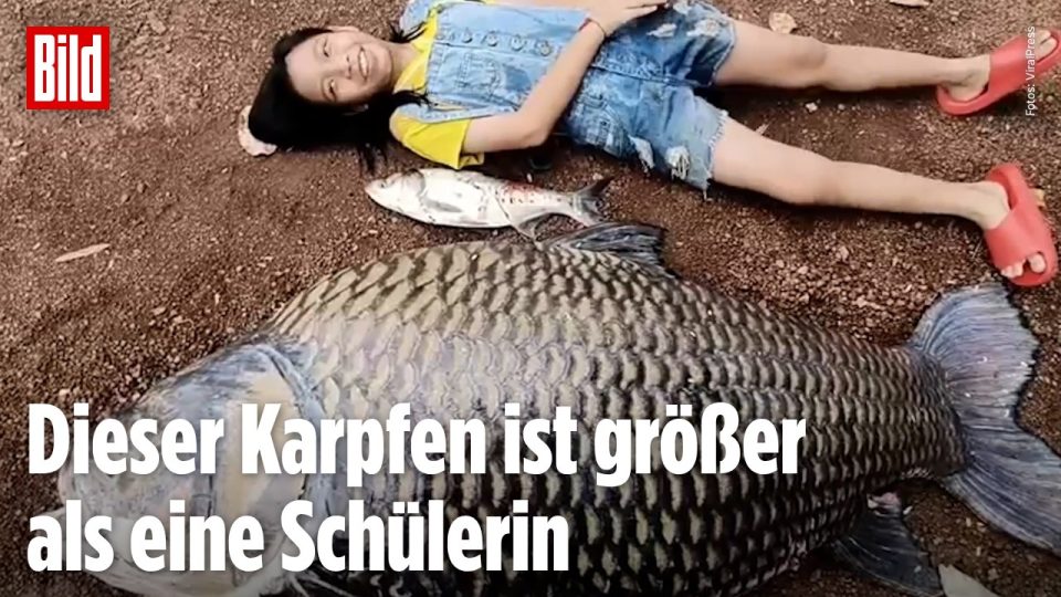 Riesenkarpfen Thailand – Anwohner in Thailand neben einem toten Riesenkarpfen nach der Flutkatastrophe – der Fisch wiegt run…