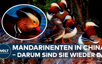Mandarinenten auf dem Taihu-See in China – farbenprächtiger Erpel auf dem Wasser im Juantou-Naturpark bei Wuxi