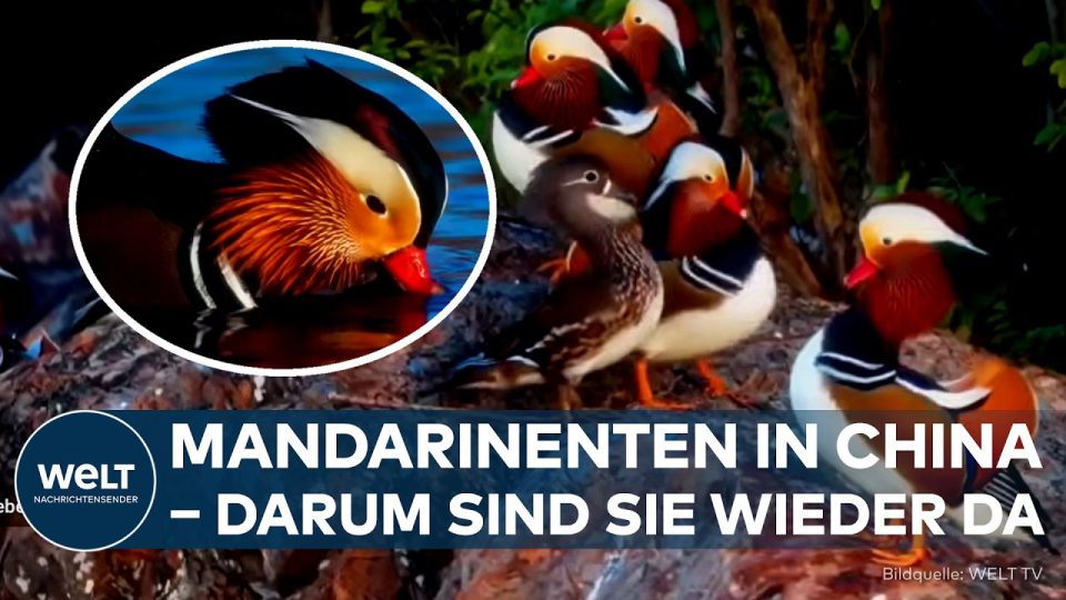 Mandarinenten auf dem Taihu-See in China – farbenprächtiger Erpel auf dem Wasser im Juantou-Naturpark bei Wuxi