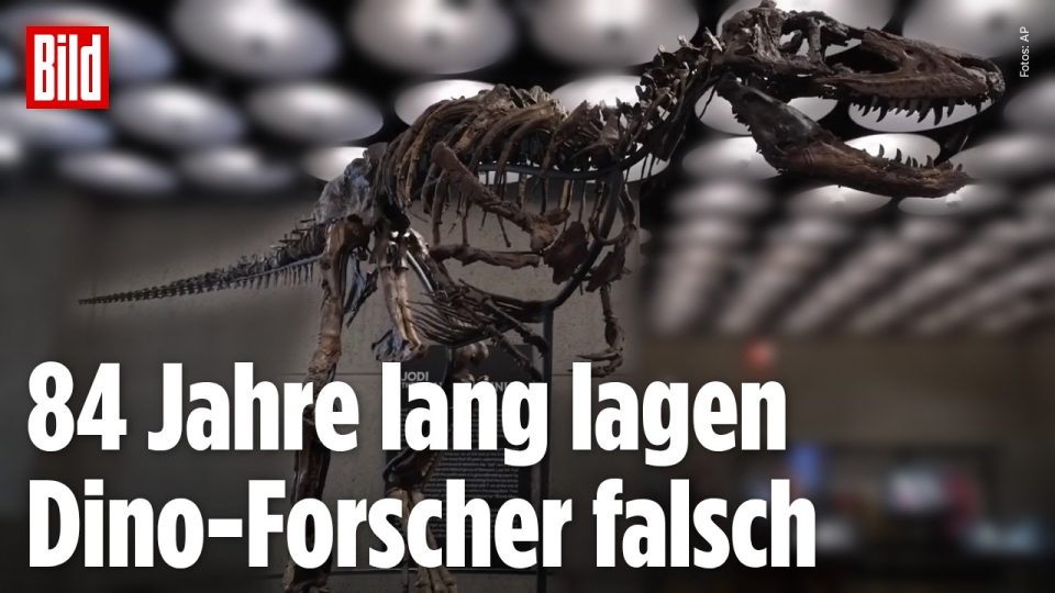 Skelett des Nanotyrannus „Jod" bei Sotheby's New York – seltenes Dinosaurier-Fossil mit messerscharfen Zähnen