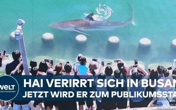 Ein Hai schwimmt in einem Stadtkanal in Busan, Südkorea – Hai Busan sorgt für Massenandrang