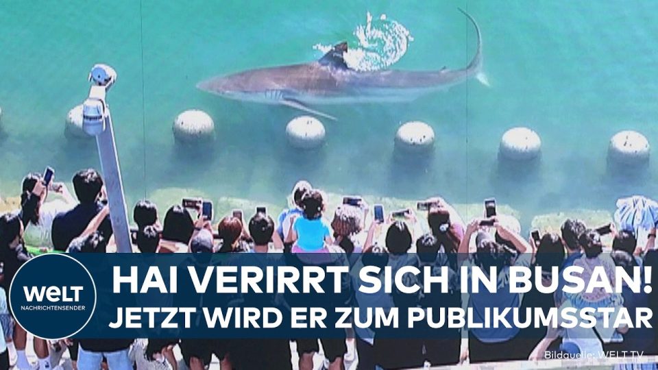 Ein Hai schwimmt in einem Stadtkanal in Busan, Südkorea – Hai Busan sorgt für Massenandrang