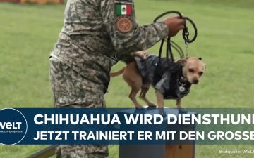 Chihuahua Diensthund Kommando der mexikanischen Nationalgarde springt über ein Hindernis auf dem Trainingsgelände