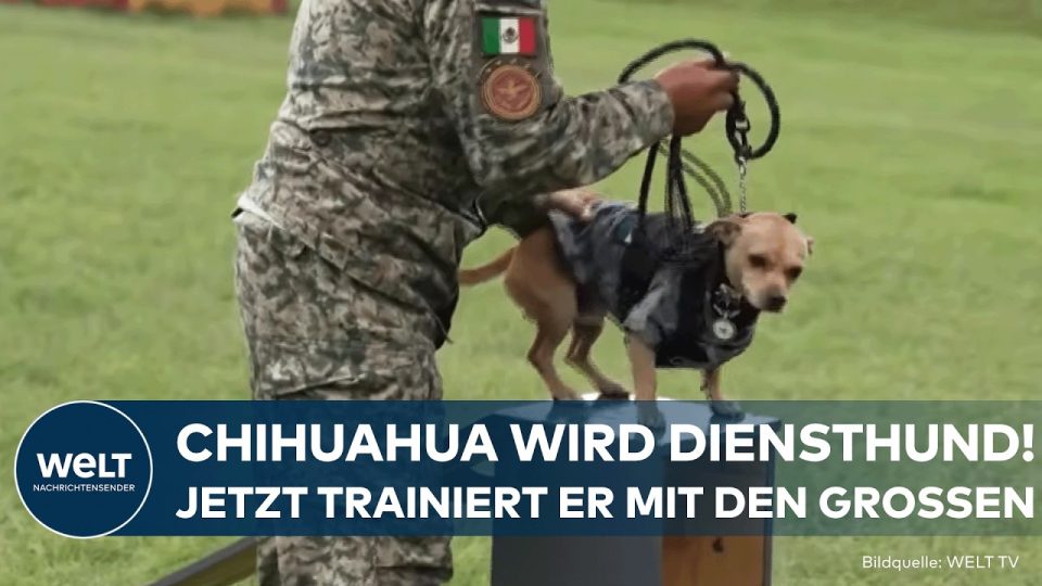 Chihuahua Diensthund Kommando der mexikanischen Nationalgarde springt über ein Hindernis auf dem Trainingsgelände