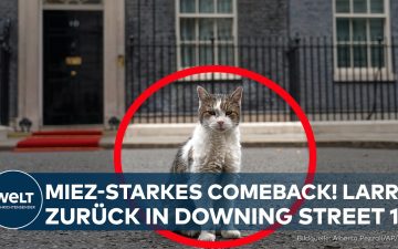 Larry the Cat sitzt vor der schwarzen Eingangstür der Downing Street 10 in London nach seiner Operation