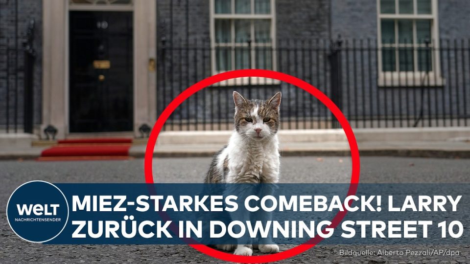 Larry the Cat sitzt vor der schwarzen Eingangstür der Downing Street 10 in London nach seiner Operation