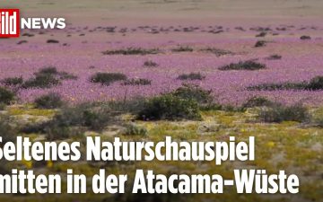 Atacama-Wüste blüht – Bunter Blütenteppich in der Atacama-Wüste beim Desierto Florido in Chile