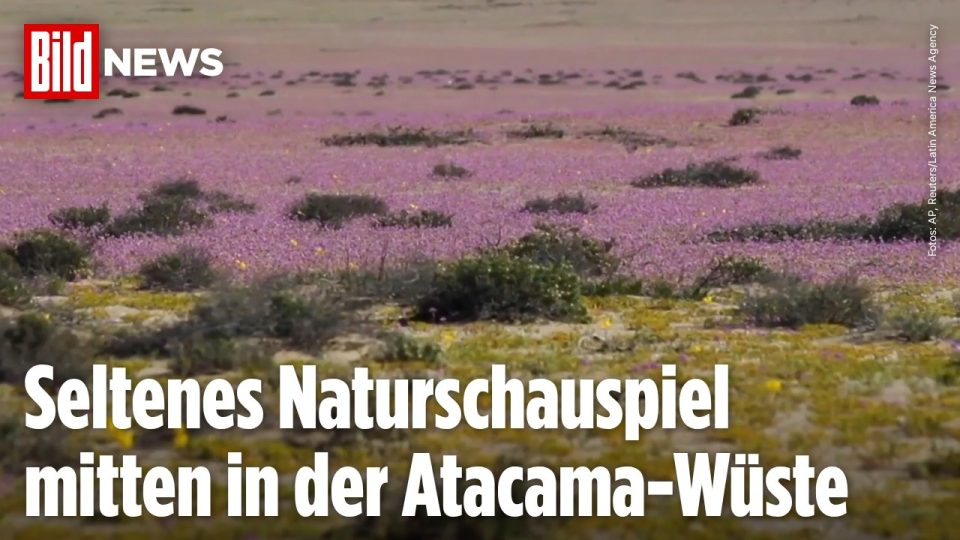 Atacama-Wüste blüht – Bunter Blütenteppich in der Atacama-Wüste beim Desierto Florido in Chile