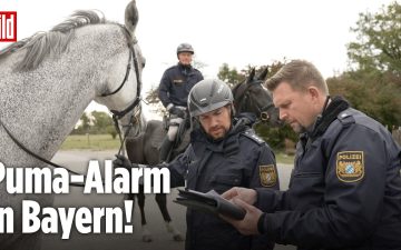 Puma Landkreis Erding – Polizei-Reiterstaffel durchsucht das Notzinger Moos im Landkreis Erding nach einem Puma