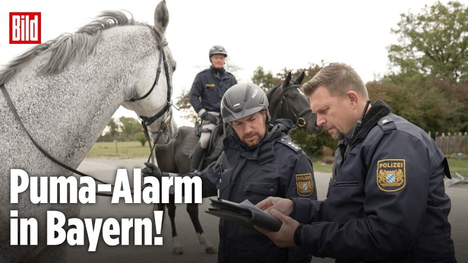 Puma Landkreis Erding – Polizei-Reiterstaffel durchsucht das Notzinger Moos im Landkreis Erding nach einem Puma