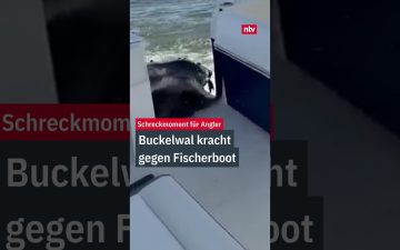 Großer Buckelwal taucht neben einem Fischerboot vor der Küste von Long Island auf und rammt es