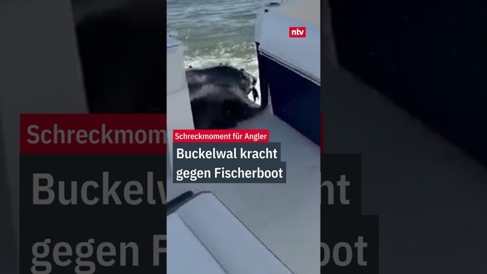 Großer Buckelwal taucht neben einem Fischerboot vor der Küste von Long Island auf und rammt es