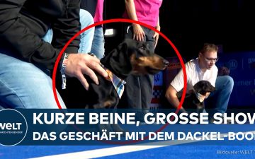 Mehrere Dackel laufen beim Dackelrennen München über einen blauen Teppich, angefeuert von Zuschauern