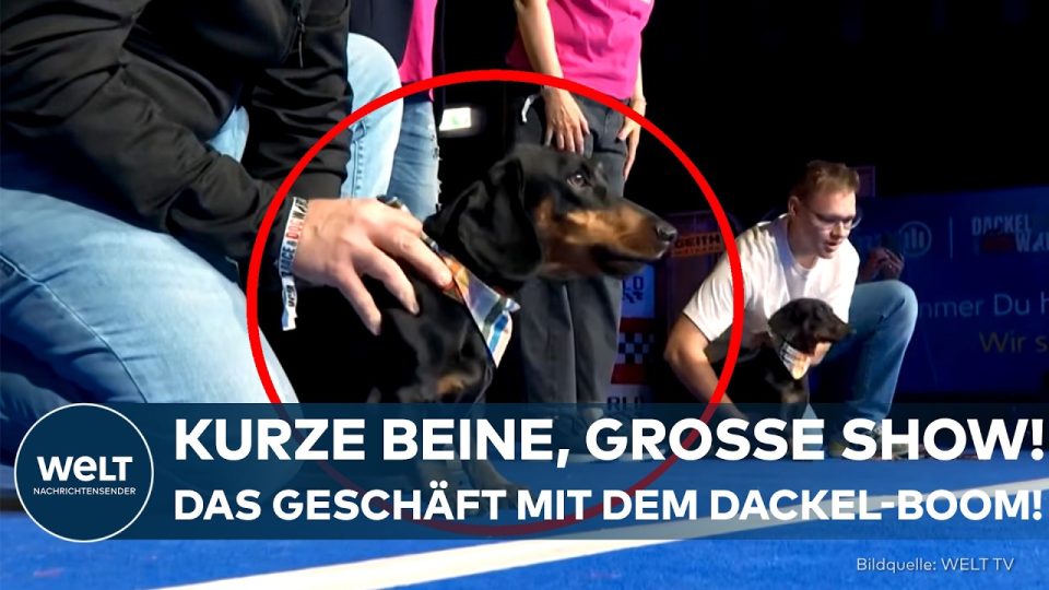 Mehrere Dackel laufen beim Dackelrennen München über einen blauen Teppich, angefeuert von Zuschauern