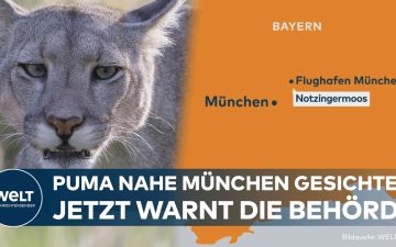 Puma bei München – Puma in freier Natur – Raubkatze wurde bei München nahe dem Flughafen im Notzinger Moos gesichtet
