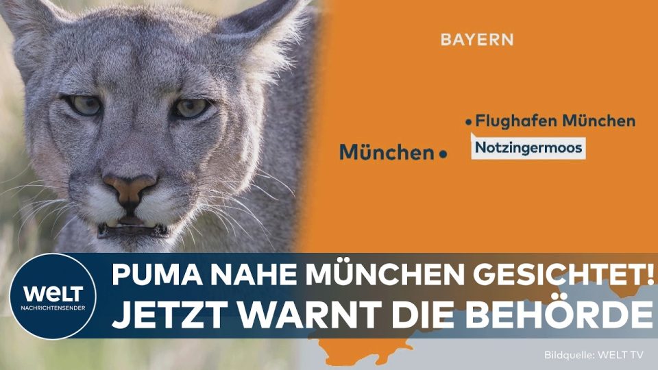 Puma bei München – Puma in freier Natur – Raubkatze wurde bei München nahe dem Flughafen im Notzinger Moos gesichtet