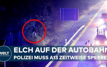 Elch A13 Brandenburg – Elch auf einer deutschen Autobahn – Tier auf der A13 in Brandenburg sorgt für Vollsperrung