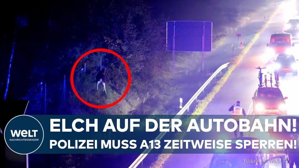 Elch A13 Brandenburg – Elch auf einer deutschen Autobahn – Tier auf der A13 in Brandenburg sorgt für Vollsperrung