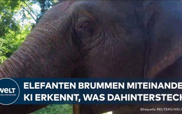 Elefanten Infraschall – Wilder Elefant in der Savanne – Elefanten-Infraschall ermöglicht Kommunikation über Kilometer