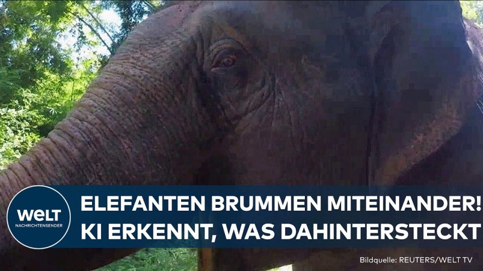 Elefanten Infraschall – Wilder Elefant in der Savanne – Elefanten-Infraschall ermöglicht Kommunikation über Kilometer