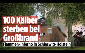 Scheunenbrand Schleswig-Holstein – Meterhohe Flammen bei Scheunenbrand in Schleswig-Holstein, im Hintergrund Löschfahrzeuge …