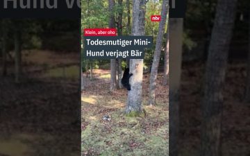Ein kleiner Yorkshire Terrier bellt mutig einen Schwarzbären an – Yorkshire Terrier verjagt Bären in North Carolina