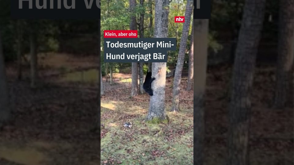 Ein kleiner Yorkshire Terrier bellt mutig einen Schwarzbären an – Yorkshire Terrier verjagt Bären in North Carolina