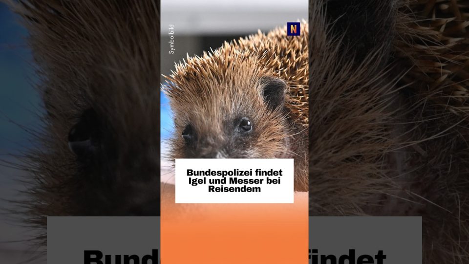 Igel in Bauchtasche – Bundespolizist hält einen Igel in der Hand am Hauptbahnhof Hannover nach Fund in Bauchtasche