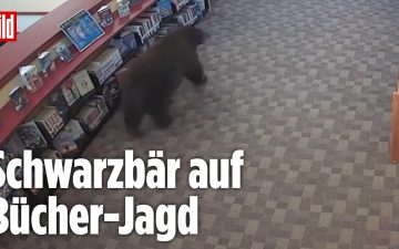 Ein Schwarzbär steht in einer Bibliothek in Mammoth Lakes zwischen Bücherregalen – Schwarzbär Bibliothek Kalifornien